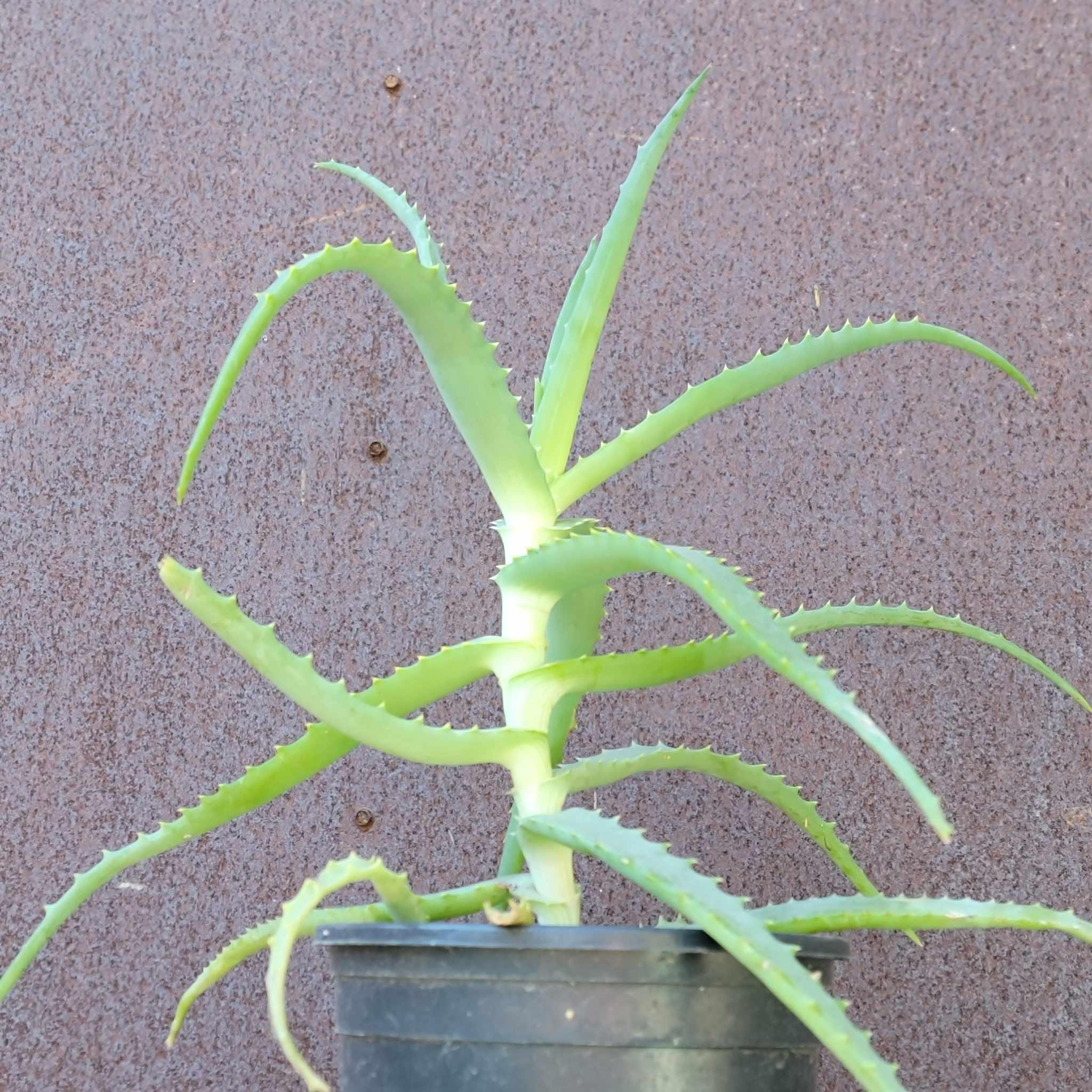 aloe vera creme gegen falten Curaloe Anti-Falten-Aloe-Vera-Creme | 75 % Aloe