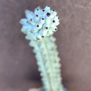May include: Close-up of a succulent plant with a light blue-green stem and a cluster of small, rounded buds at the top. The buds have dark brown tips. The background is a blurred, neutral color.