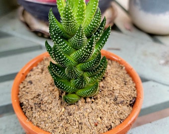 Haworthiopsis coarctata - Crowded Haworthia Succulent - 4.5"