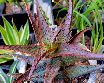 Aloe 'Viper' Hybrid Succulent