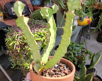 Euphorbia Heterochroma Succulent