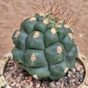 Gymnocalycium saglionis - Rare Cactus - Exact Specimen