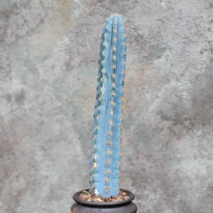 Pilosocereus Pachycladus - Blue Columnar Cactus - 16&quot; Tall! Blue Cactus