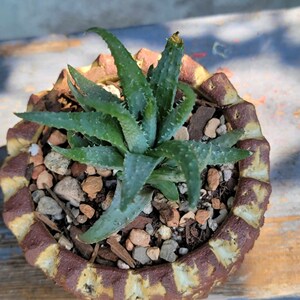 Aloe Humilis  Spider Aloe Succulent