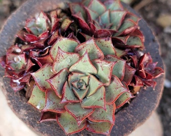 Echeveria 'Longissima' - Rare Succulent