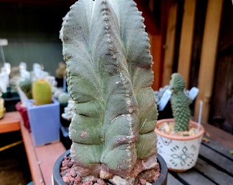 Astrophytum Myriostigma var. Columnare - Huge, old Specimen