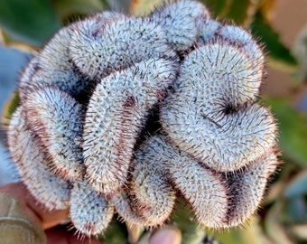 Mammillaria Perezdelarosae v. Andersoniana f. cristata - Rare Cactus