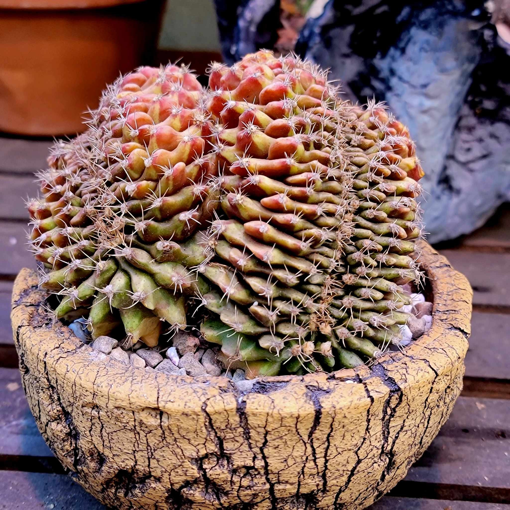 Gymnocalycium Mihanovichii  Inermis  Cristata Variegata - Cactus rare -  Etsy France