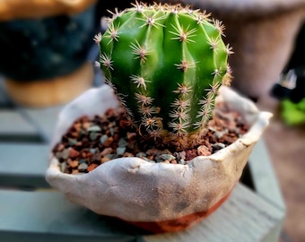 Echinopsis Oxygona - Easter Lily Cactus