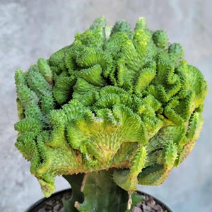 Euphorbia flanaganii f. cristata - Crested Euphorbia Medusa - BIG! Succulent - BIG!  Exact Specimen!