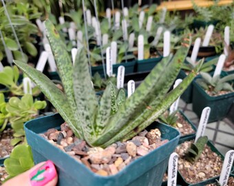 Gasteria carinata var. verrucosa – Gasteria verrucosa; Keeled Ox-Tongue Succulent - 3.5"