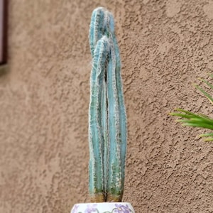 Pilosocereus Pachycladus - Blue Columnar Cactus - 3 Arms 19&quot; Tall! Blue Cactus - Exact Specimen