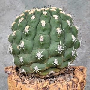 Gymnocalycium saglionis - BIG!! Rare Cactus - Exact Specimen - Only 1 available!