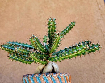 Euphorbia Knuthii - Caudex - Rare Succulent - Exact specimen