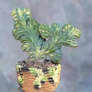Myrtillocactus geometrizans variegata cristata - Exact Specimen - Rare Cactus - BIG!