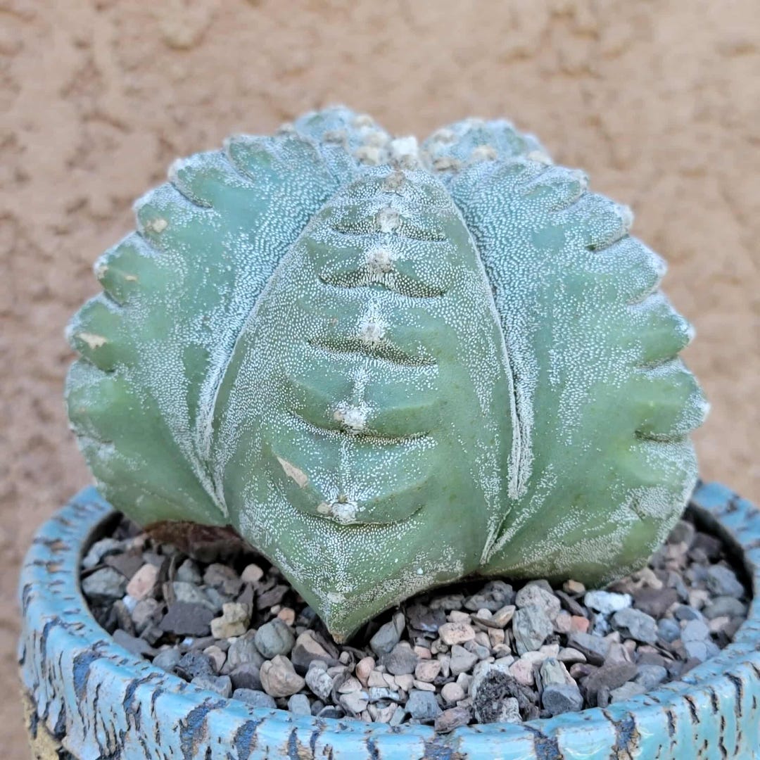 Astrophytum myriostigma cv. KIKKO nudum (Syn: Kikkô, Kitsukow, Kitsuko or Kitsu-kow