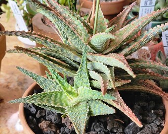 Aloe 'Pink Blush' Succulent - BIG!