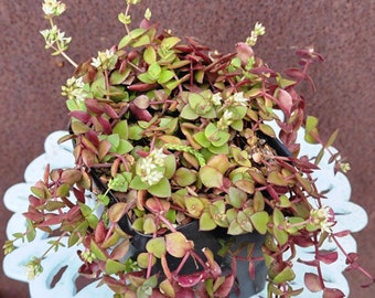 Crassula pellucida  - Calico Kitten - Burgundy & Green - 5 inch Succulent