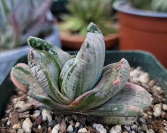 Gasteria cv. Sakura Fuji - Rare Succulent