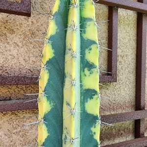 May include: Close-up of a tall cactus with a vibrant color pattern. The cactus has a vertical, columnar shape with alternating sections of green and yellow. Sharp, white spines protrude from the cactus's surface. The background features a textured wall and a brown metal structure.
