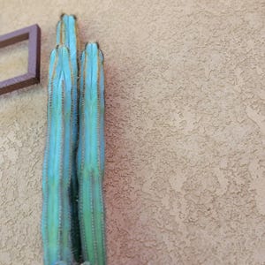 Pilosocereus Fulvilanatus - 3 Arms - 36&quot; Tall! - Blue Cactus - OLD - Wish List Cactus!