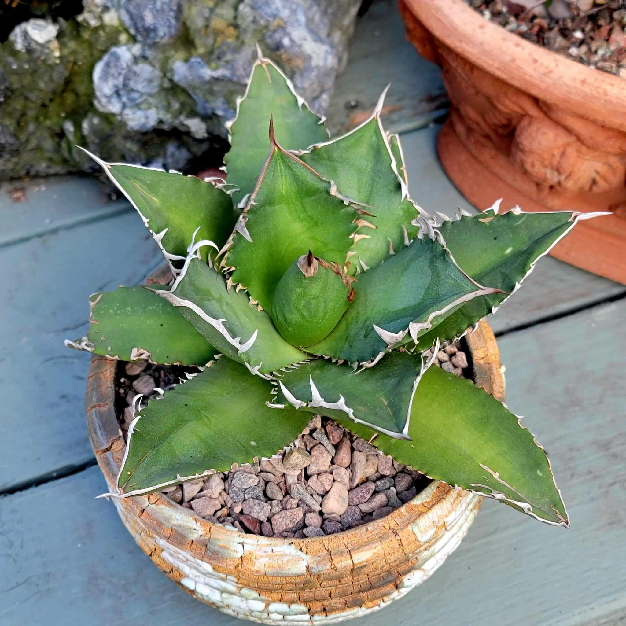 アガベ・オテロイ(Lot.001～003)Agave Oteroi | WeAreBotanical