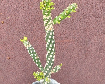 Euphorbia royleana f. inermis hybrid - Rare Succulent - BIG - Exact Specimen