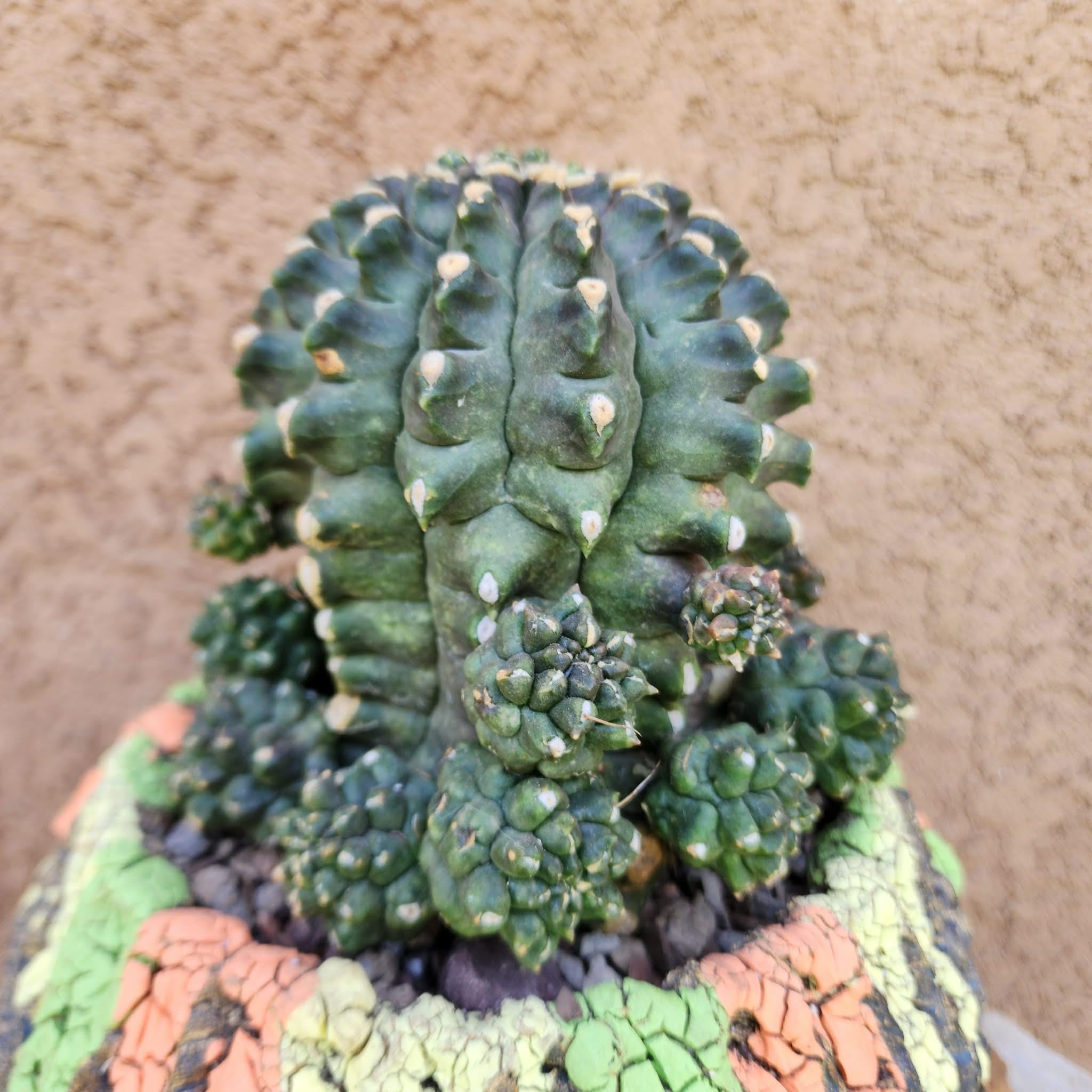 Gymnocalycium Kikko - Etsy