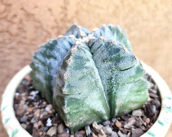 Astrophytum Myriostigma Var Nudum Cv. Kikko - Rare Cactus - Exact Specimen  - Etsy