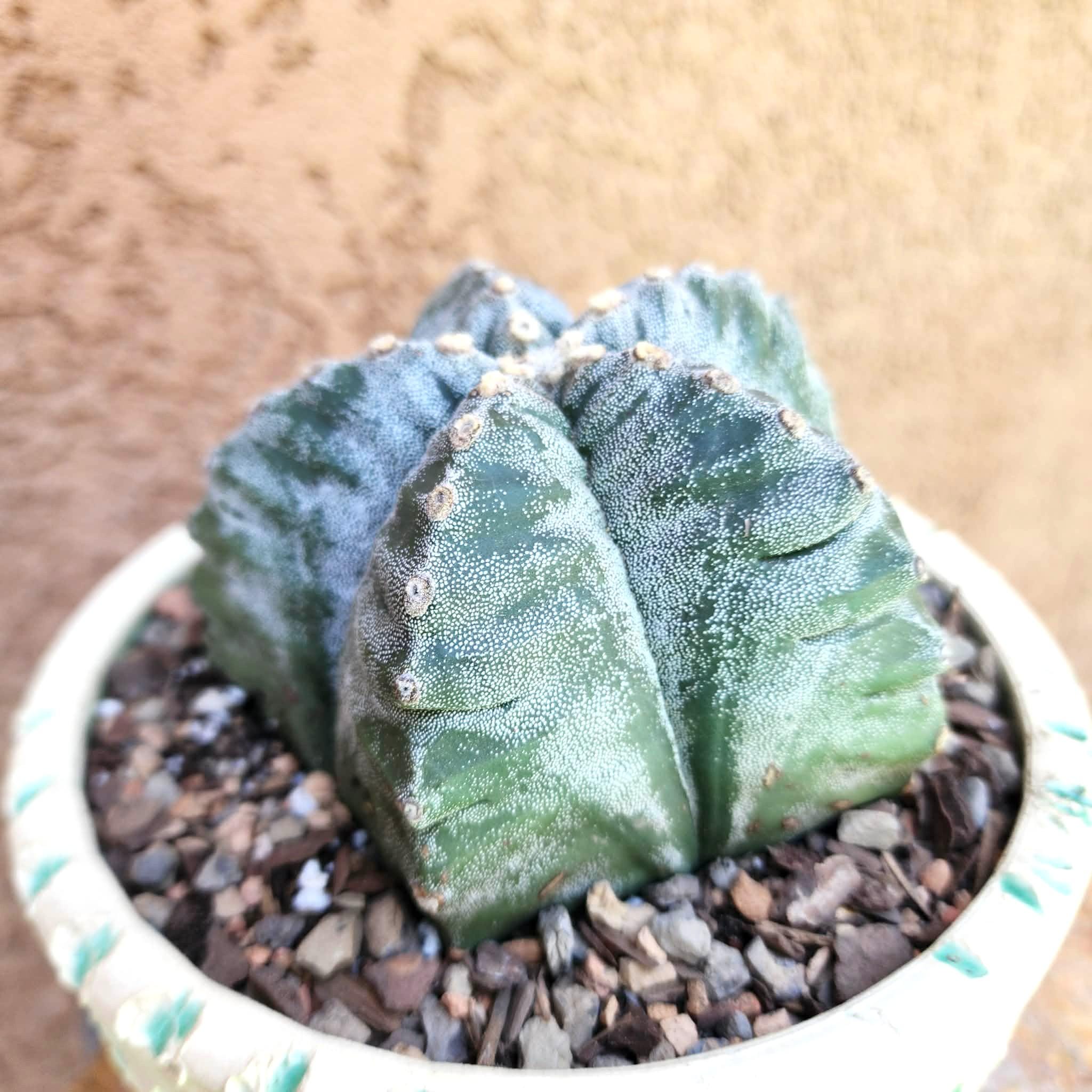 Astrophytum Myriostigma Var Nudum Cv. Kikko - Japan - Big! 4.5 Inch! Rare  Cactus - Exact Specimen - Etsy