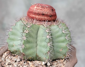 Melocactus Sp. (see Description) (cactus - Succulent - Plant) - Etsy