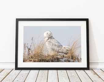 May include: A snowy owl with white and brown feathers perches in a field of tall, dry grass. The owl has yellow eyes and a white beak. The background is a light blue sky.