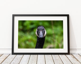 Staring Contest - Goose Art Print - Interior Design - Wildlife Photography - Decor