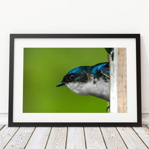 Tree Swallow Art Print - Interior Design - Wildlife Photography - Decor