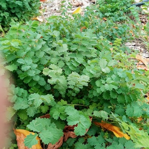 100 semillas de lechuga Burnett