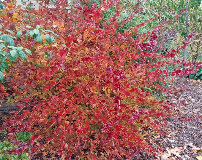 Colossal Red Gooseberry Plant - Etsy