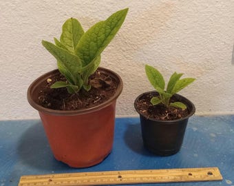 Potted Comfrey Plant - Bocking 14