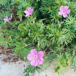 Groundcover-Purple Cranesbill Geranium Rhizomes