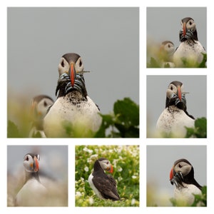 Puffin Greetings Cards Set de six - Set No. 2