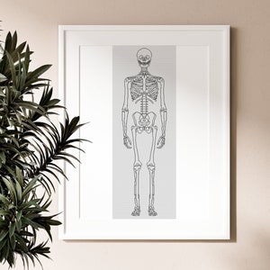 May include: A black and white line drawing of a human skeleton in a white frame against a light beige wall.