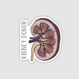 Detailed Kidney Donor Sticker, Hand-drawn Kidney Anatomy Sticker, Waterproof Vinyl Sticker