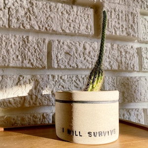 May include: A beige ceramic planter with a black stripe and the text "I WILL SURVIVE" on the side. A green cactus plant is growing inside the planter.