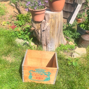 May include: A weathered wooden crate with the "Canada Dry" logo in teal and white sits on green grass. Two terracotta pots with purple flowers are on a tree stump. The scene is outdoors in natural sunlight.