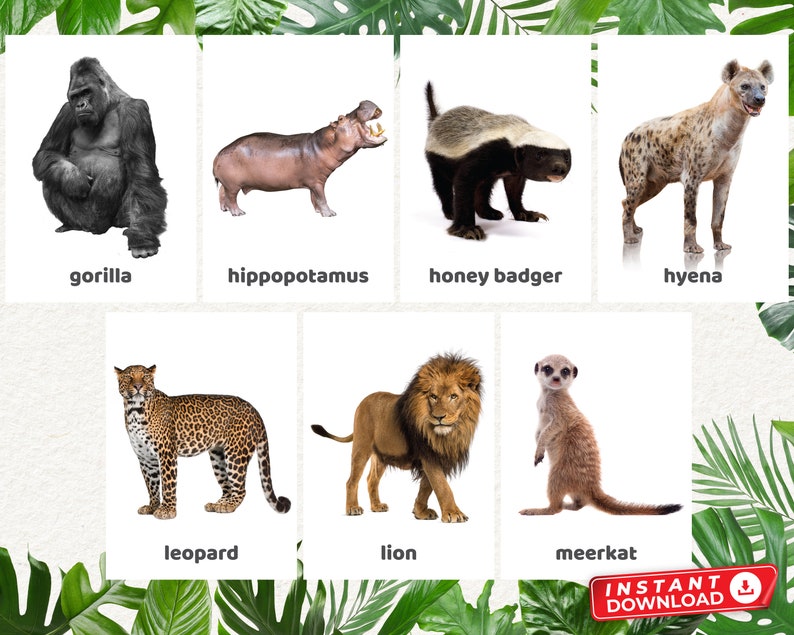 Real Safari Animals Flash Cards Animal Flash Cards Etsy