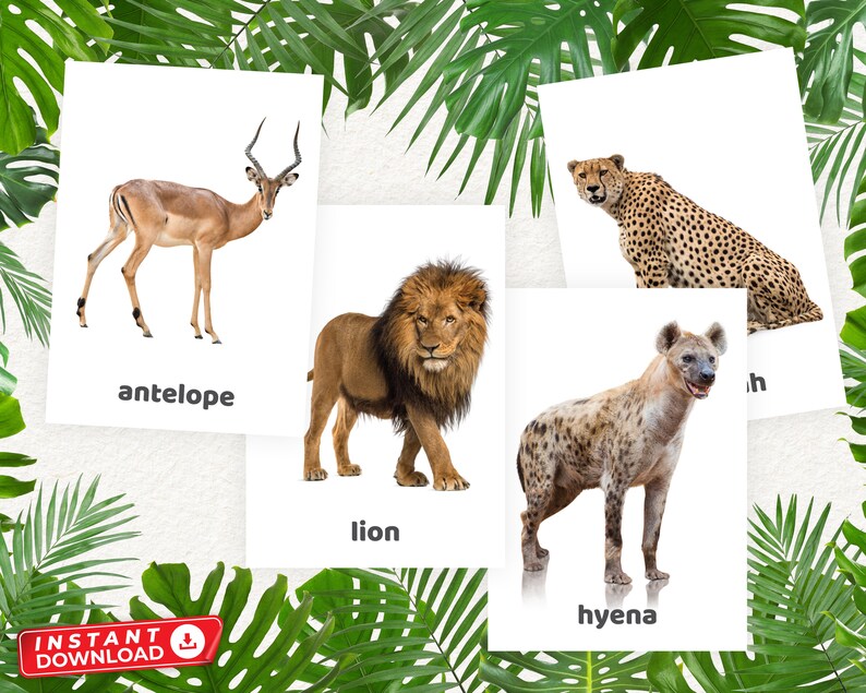 Real Safari Animals Flash Cards Animal Flash Cards Etsy