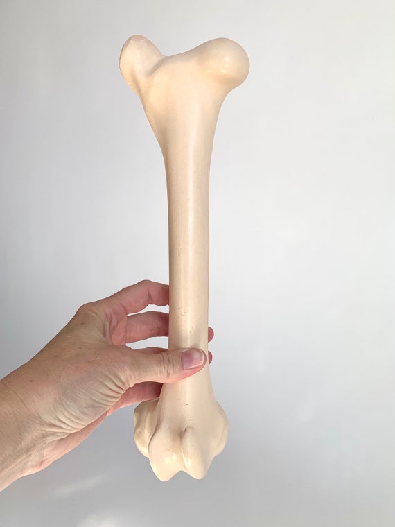 New Mexico Elk Bone: Large - Etsy New Mexico Elk Bone: Large - Etsy