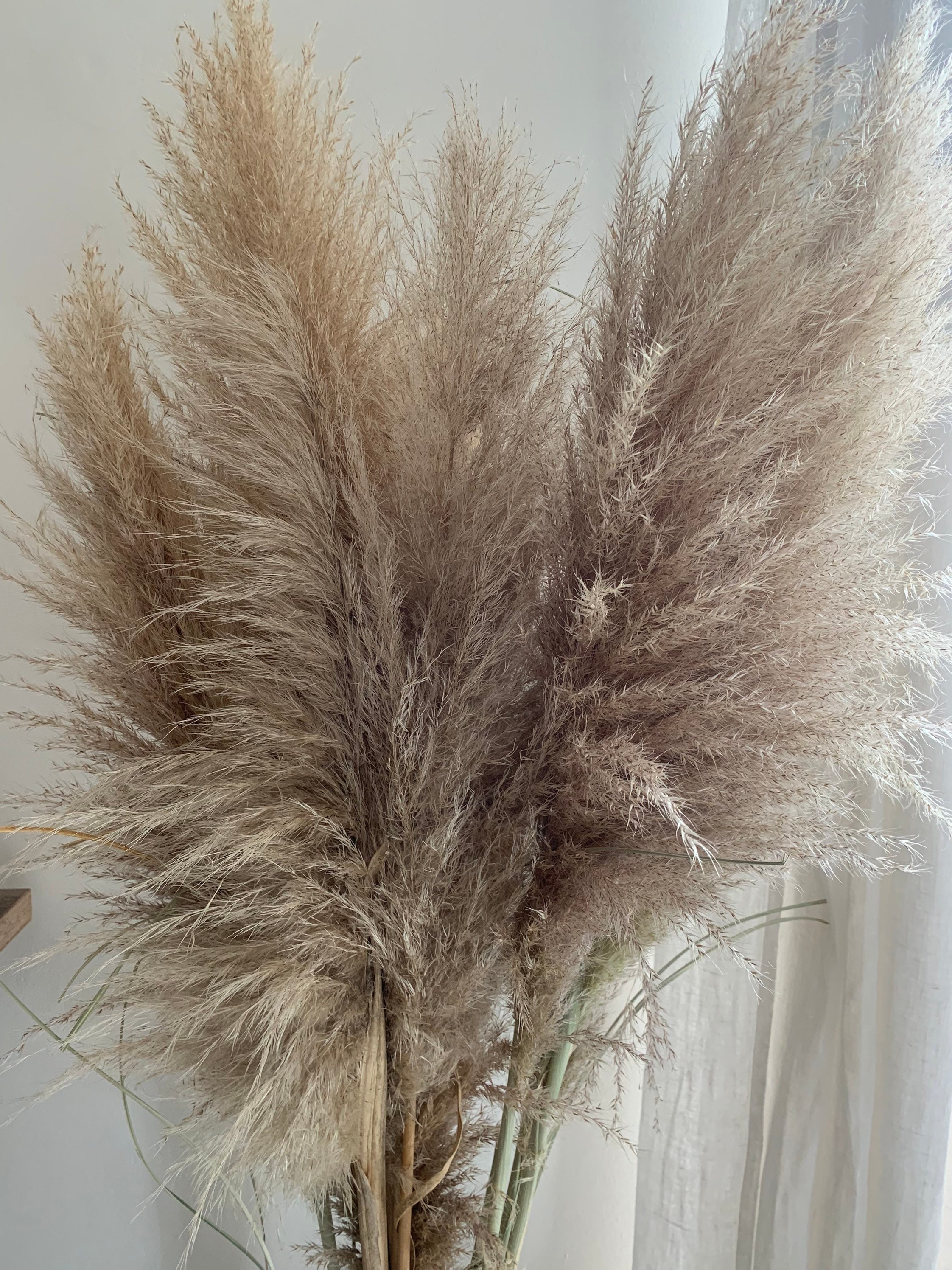 Lot 10 Branches de Pampa