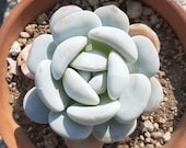 Snow Lotus, 20 Seeds, Echeveria laui, Succulent Seeds, All-year Seed