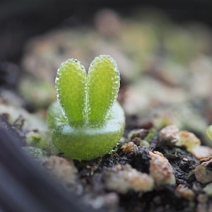 Bunny Suculenta, 20 Semillas, Monilaria moniliformis, Semillas Suculentas