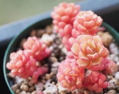 Spring Miracle, 10 Seeds, Sedum versadense, Rare Succulent Seeds, All-year Seed